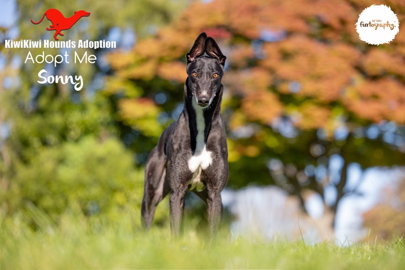 SONNY - GORGEOUS, SENSITIVE 3 YEAR OLD RETIRED GREYHOUND BOY - CAT TRAINABLE Carousel 2