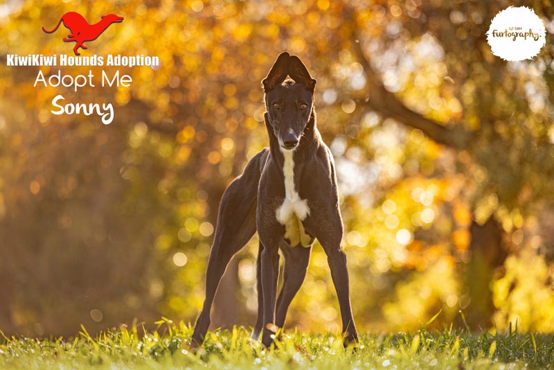 SONNY - GORGEOUS, SENSITIVE 3 YEAR OLD RETIRED GREYHOUND BOY - CAT TRAINABLE Carousel 3