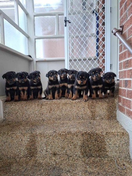 Purebred Rottweilers puppies Carousel 1