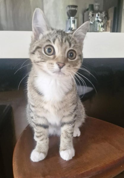 Female Kitten. For rehoming. Microchipped and will be desexed Carousel 1