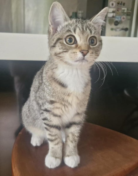Female Kitten. For rehoming. Microchipped and will be desexed Carousel 2