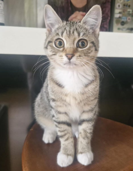 Female Kitten. For rehoming. Microchipped and will be desexed Carousel 3