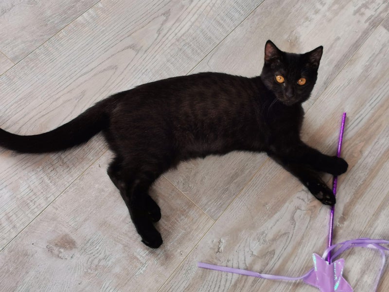 PONYO - KITTEN AVAILABLE FOR ADOPTION - PET WHISPERER RESCUE Carousel 1