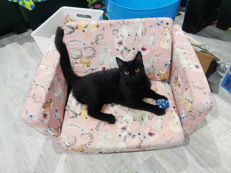 PONYO - KITTEN AVAILABLE FOR ADOPTION - PET WHISPERER RESCUE Carousel 2