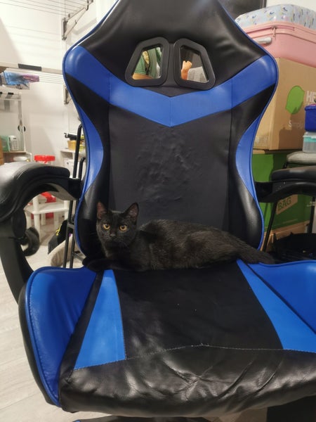PONYO - KITTEN AVAILABLE FOR ADOPTION - PET WHISPERER RESCUE Carousel 8