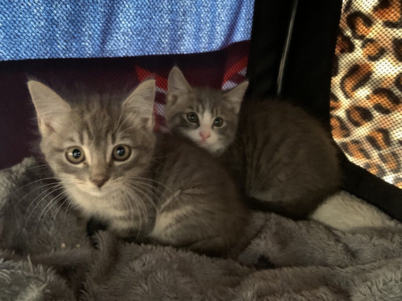 PHIL AND HARRY - KITTENS AVAILABLE FOR ADOPTION - PET WHISPERER RESCUE Carousel 2