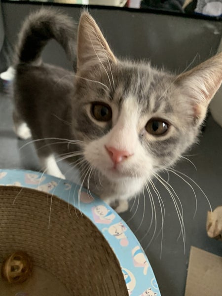 PHIL AND HARRY - KITTENS AVAILABLE FOR ADOPTION - PET WHISPERER RESCUE Carousel 1