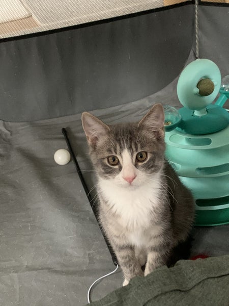 PHIL AND HARRY - KITTENS AVAILABLE FOR ADOPTION - PET WHISPERER RESCUE Carousel 8
