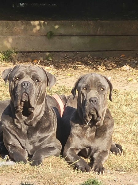Neapolitan Mastiff Pupppies Carousel 10