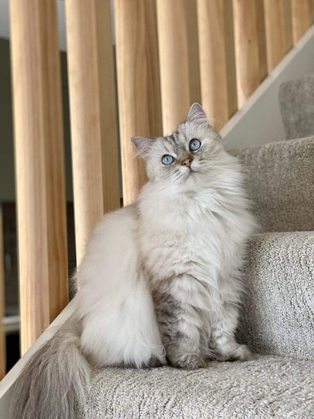 Ragdoll needs a new home Carousel 1