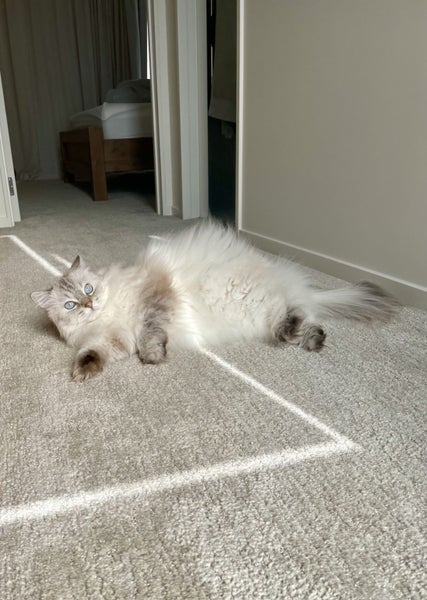 Ragdoll needs a new home Carousel 3