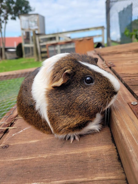 x2 young male Guinea Pigs Carousel 1