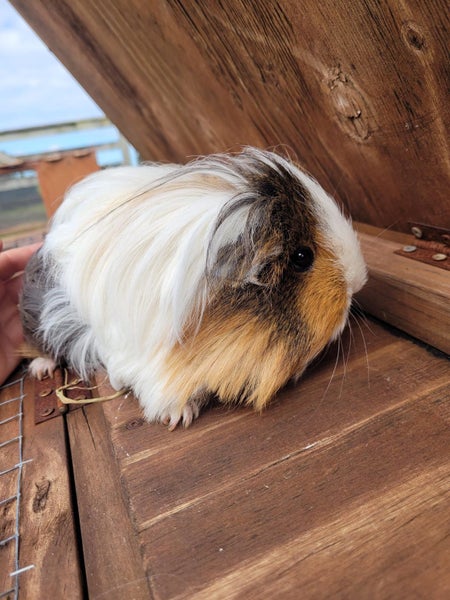 x2 young male Guinea Pigs Carousel 2