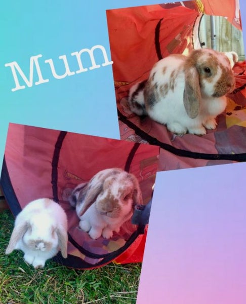 Mini lop Rabbits Carousel 1