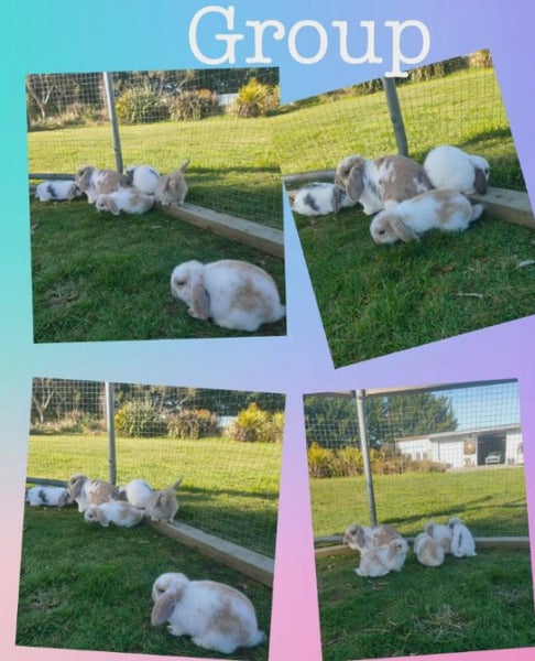 Mini lop Rabbits Carousel 2