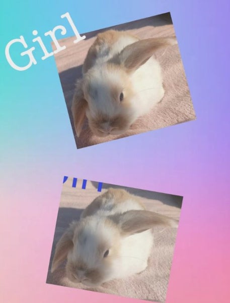Mini lop Rabbits Carousel 8