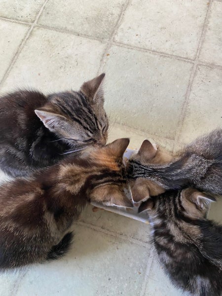 Kittens litter of 4 available Carousel 1