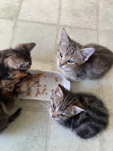 Kittens litter of 4 available Carousel 2