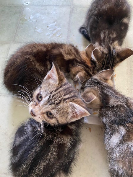 Kittens litter of 4 available Carousel 3