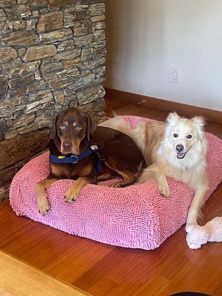 Barney Orthopaedic Dog Bed 115 L x 90 W x 20 H with 2 Covers Carousel 1