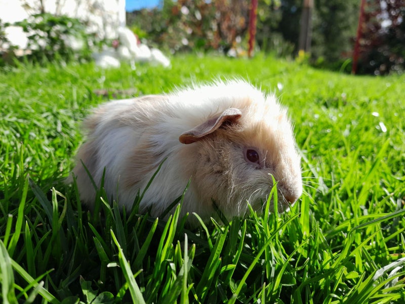 Adorable baby Guinea pigs!! Carousel 1