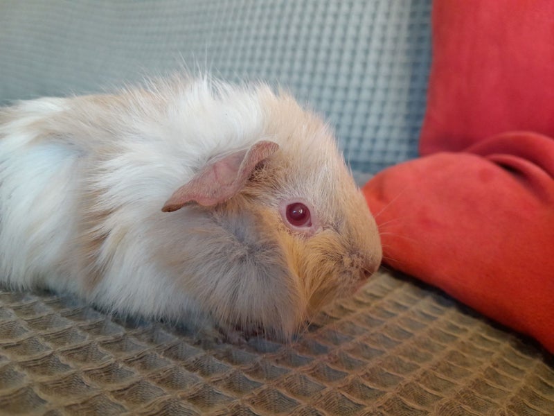 Adorable baby Guinea pigs!! Carousel 2