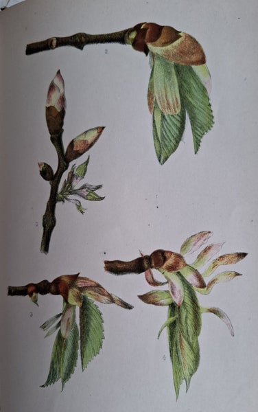 1899 Scientific Series on Buds and Stipules - illustrations with colour plates Carousel 8