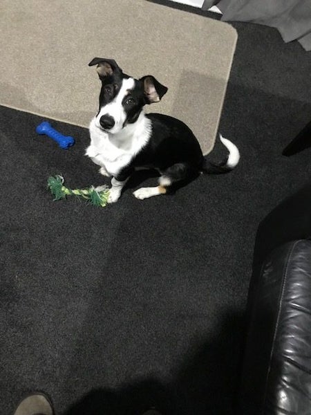 Border Collie cross Carousel 1