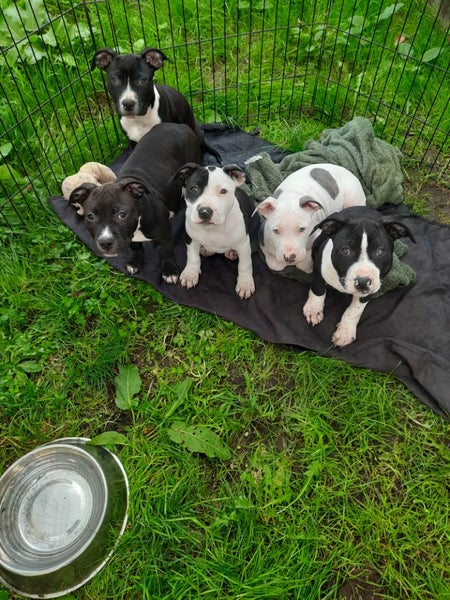 American staff x English staff pups Carousel 5