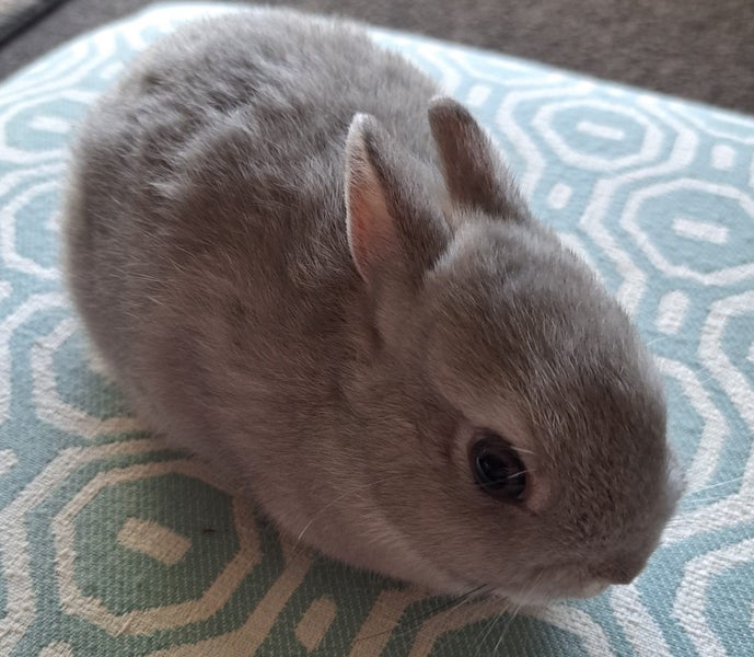 Netherland dwarf kits( purebred) Carousel 1