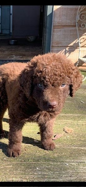 curly coated reriever x Carousel 1