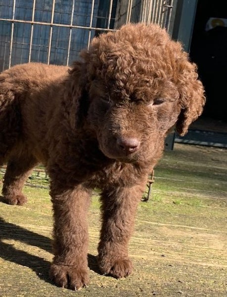 curly coated reriever x Carousel 2
