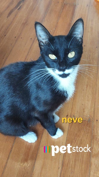 LONELY MIAOW CAT - NEVE Carousel 1