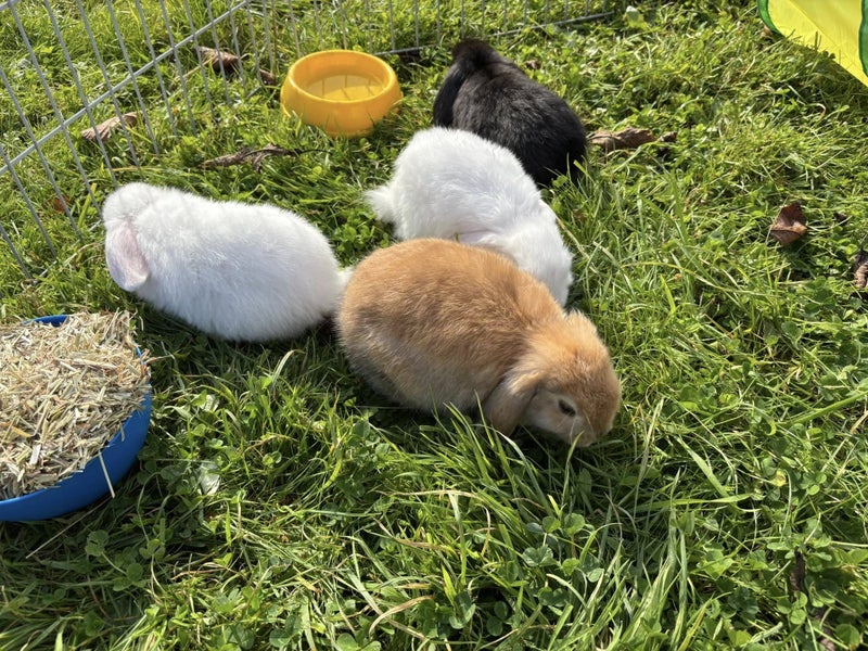 Minilop Rabbits Carousel 2