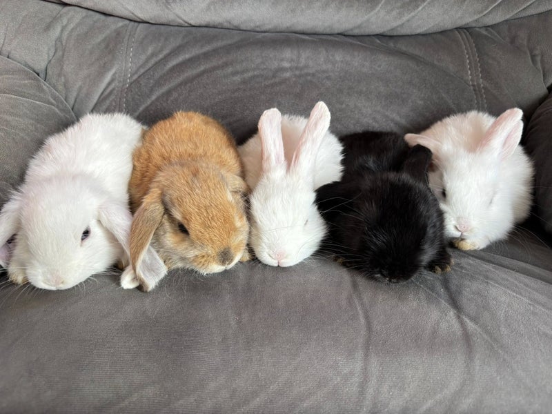 Minilop Rabbits Carousel 1
