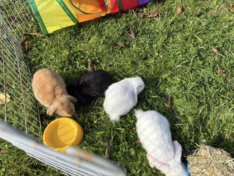 Minilop Rabbits Carousel 8