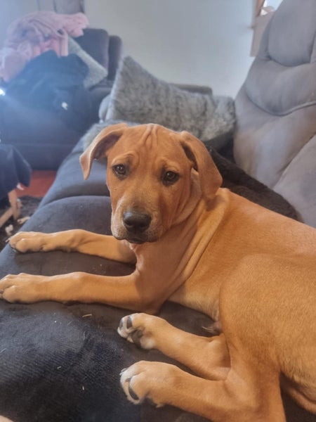 Mastiff x Rottweiler puppy Carousel 1