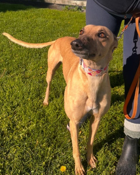 Quinn- Beautiful Greyhound Girl Carousel 1