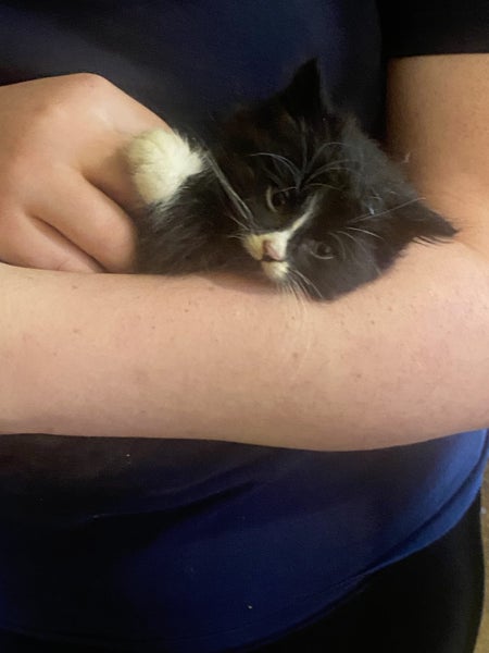 Fluffy 9 week tuxedo Carousel 1