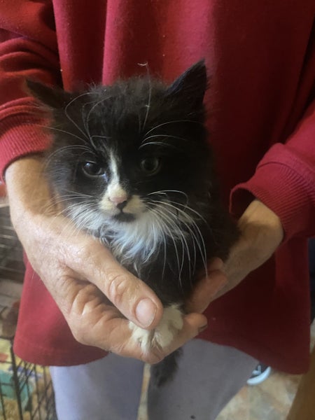 Fluffy 9 week tuxedo Carousel 2