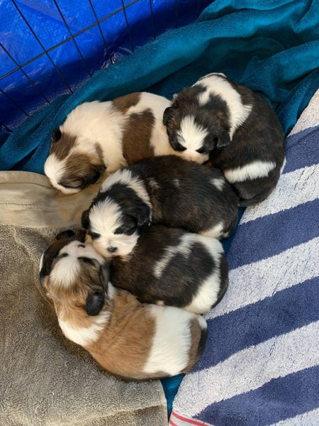 Shih Tzu/Bichon Lhasa Apso Puppies Carousel 1