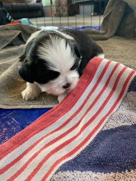 Shih Tzu/Bichon Lhasa Apso Puppies Carousel 2