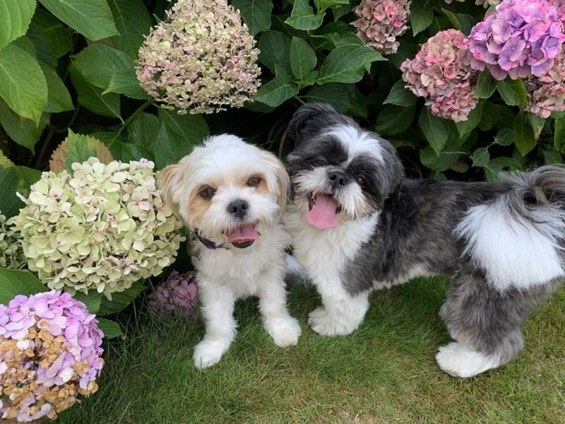 Shih Tzu/Bichon Lhasa Apso Puppies Carousel 8