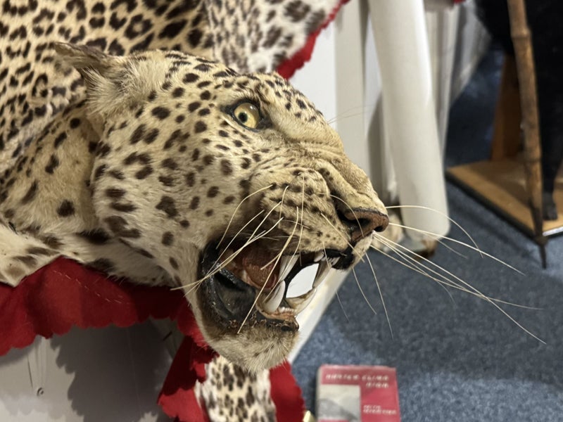 Leopard Skin. Good head mount. Dad, Keith Severinsen, hunted India in 1952. Carousel 1
