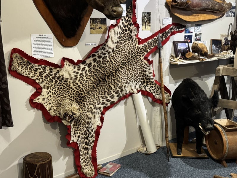 Leopard Skin. Good head mount. Dad, Keith Severinsen, hunted India in 1952. Carousel 2