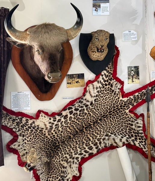 Leopard Skin. Good head mount. Dad, Keith Severinsen, hunted India in 1952. Carousel 8