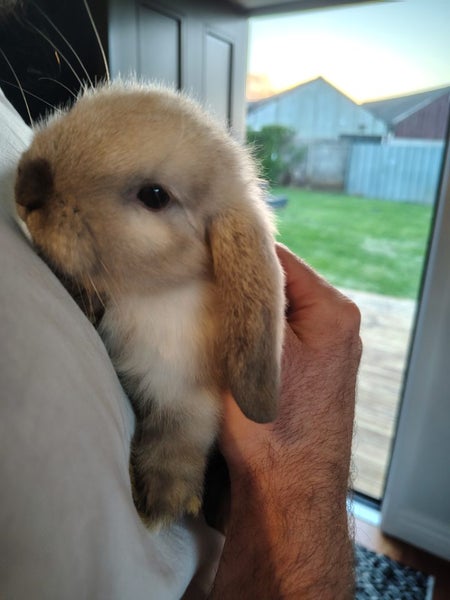 Purebred Mini Lop Baby Bunnies (Buy now is for both bunnies) Carousel 1