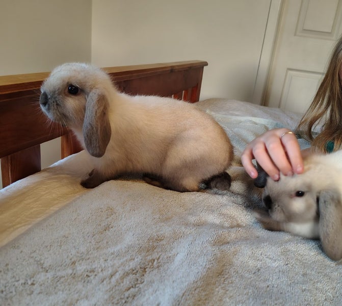 Purebred Mini Lop Baby Bunnies (Buy now is for both bunnies) Carousel 2