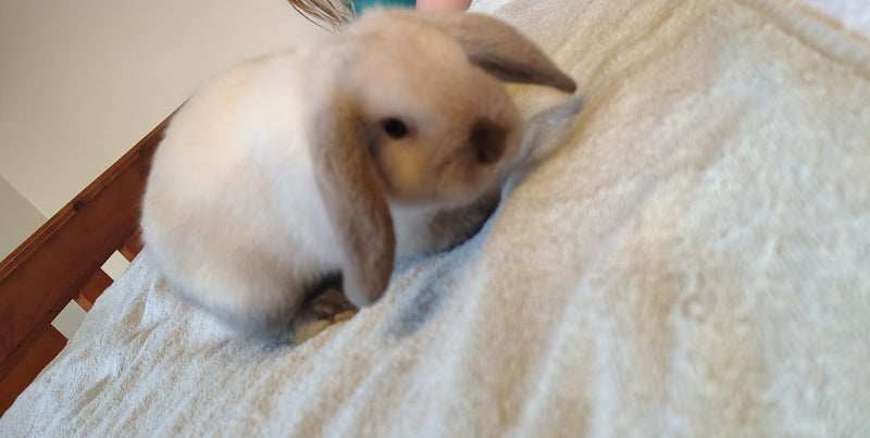 Purebred Mini Lop Baby Bunnies (Buy now is for both bunnies) Carousel 3