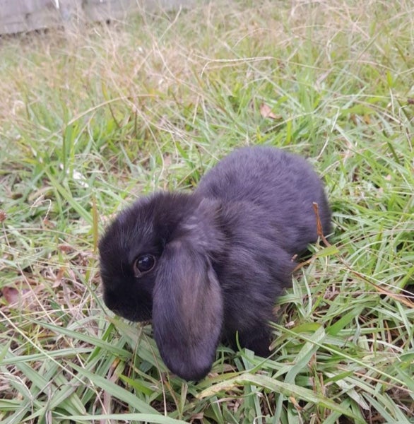 Mini Lop Bunny Boy Carousel 1